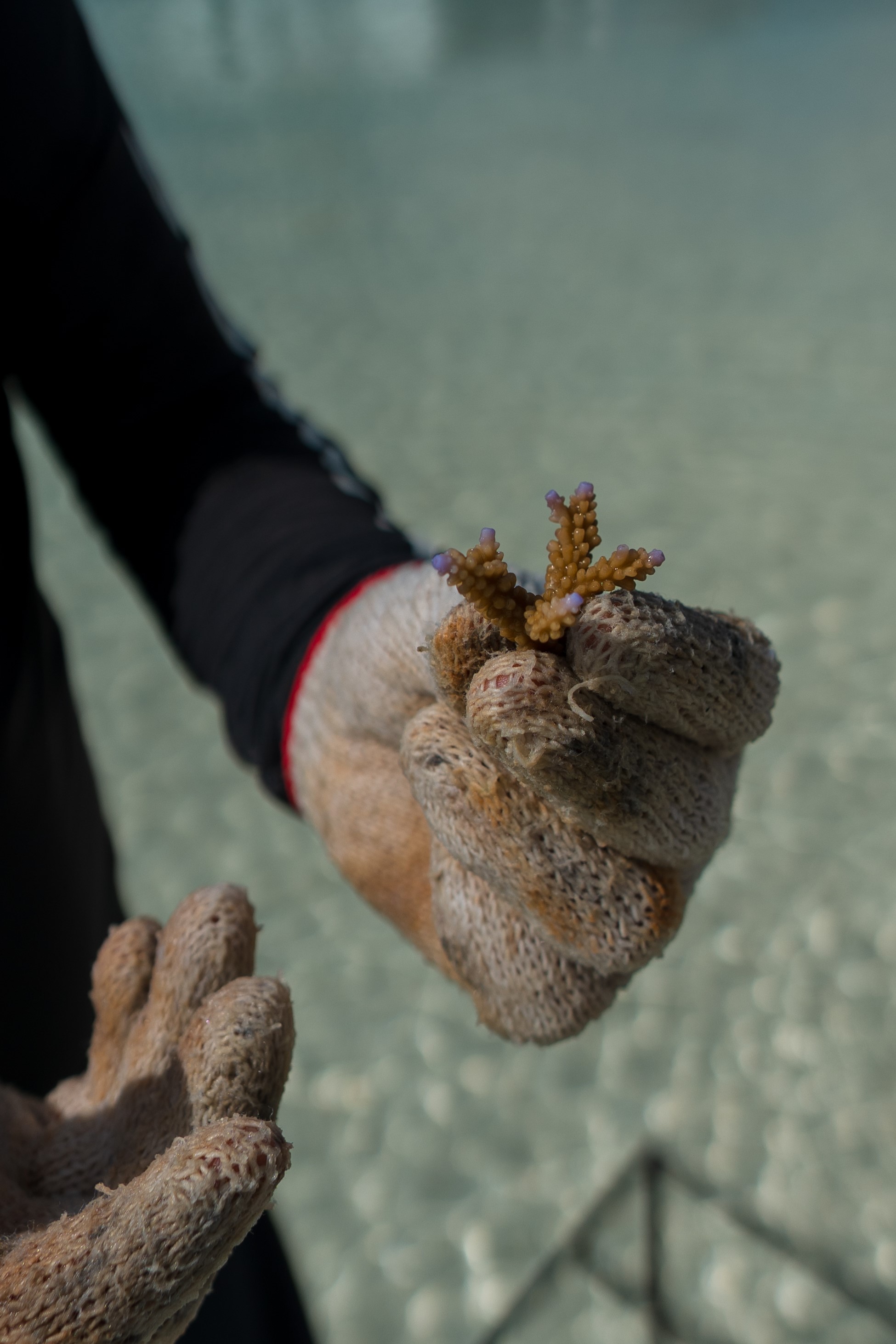 Velavaru Coral Planting 